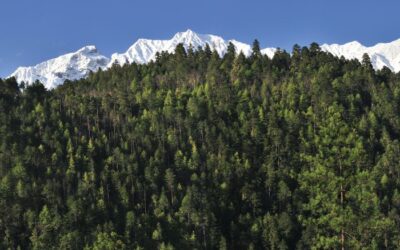 Vom Skeptiker zum Überzeugten: Wie Ringana bei uns Einzug hielt